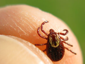 Senior Care in Mt. Laurel NJ: What Your Aging Loved One Needs to Know About Ticks