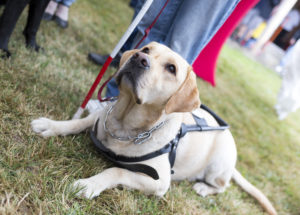 Home Care in Mt. Laurel NJ: August 8th is Assistance Dog Day: How Could an Assistance Dog Help Your Parent?