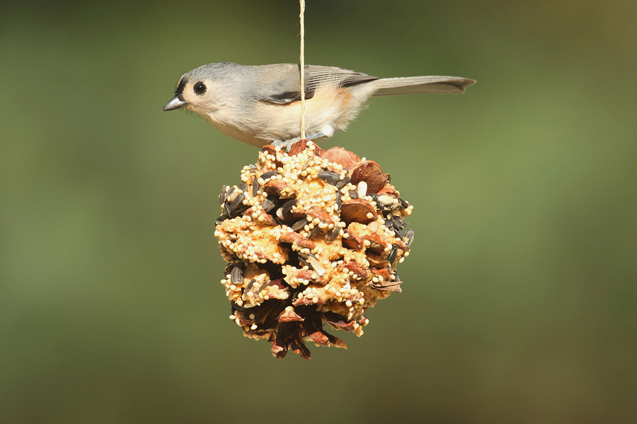 Caregivers in Cherry Hill NJ: Birdwatching from Indoors for Homebound Seniors