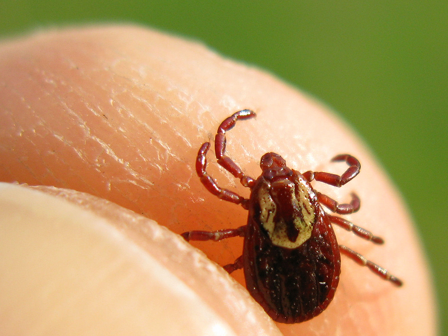 Senior Care in Mt. Laurel NJ: What Your Aging Loved One Needs to Know About Ticks